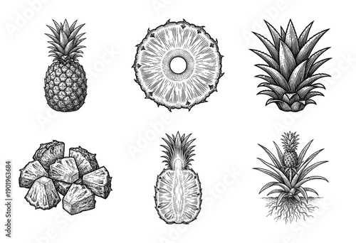 Vintage engraving collection of pineapple fruit illustrations including whole, sliced, chunks, and growing plant in hand-drawn woodcut style.