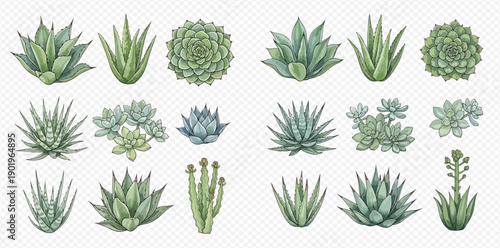 Set of various green succulents and agave plants, botanical collection.