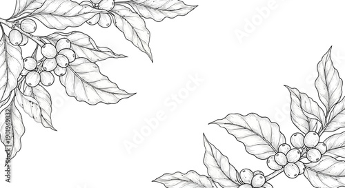 Detailed Botanical Illustration of Coffee Branches with Berries and Leaves, Black and White