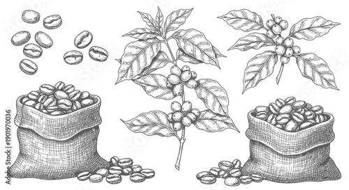 Vintage Hand-Drawn Coffee Plant Branches, Beans, and Sacks Illustration