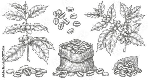 Vintage Coffee Plant Branches and Beans, Hand-Drawn Illustration for Food and Drink