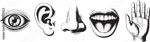 Five Human Senses Icon Set - Hand Drawn Style Vector Illustration of Eye, Ear, Nose, Mouth with Tongue, and Hand for Sensory Perception.
