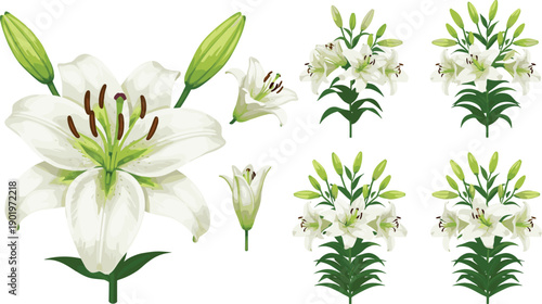 White lily flower collection with blooming blossoms buds and leaves isolated on white background botanical floral vector illustration set