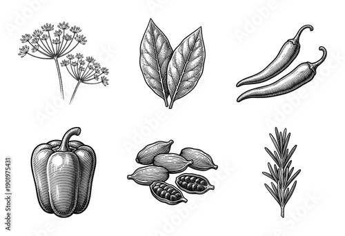 Set of culinary herbs and spices in vintage woodcut engraving style including dill bay leaf chili pepper bell pepper cardamom and rosemary