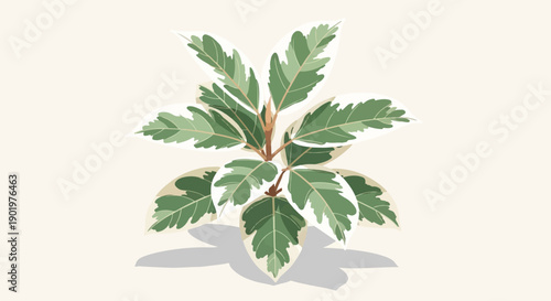 A stylized depiction of a variegated rubber plant with lush green and white leaves