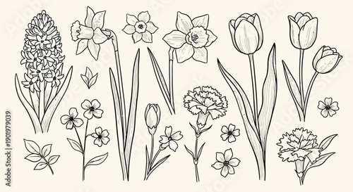 A detailed line drawing collection of various spring flowers including daffodils, tulips, hyacinths, and carnations, presented on a light background.