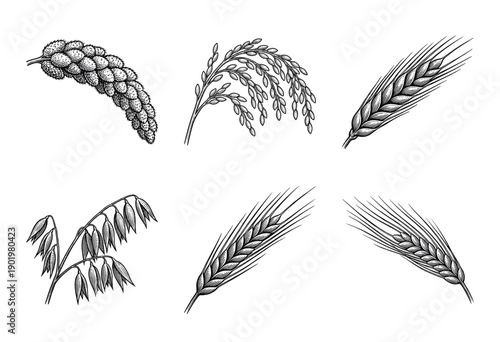 Vintage hand drawn botanical collection of cereal grains including wheat rice and barley in a woodcut engraving style