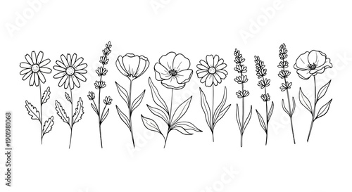 A delicate line art illustration showcasing a variety of wildflowers and lavender sprigs arranged in a horizontal composition.