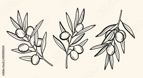 A hand-drawn illustration of three olive branches with ripe olives and green leaves against a light beige background.
