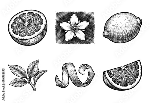 Set of botanical citrus fruit illustrations featuring lemon lime and orange elements in vintage woodcut engraving style.