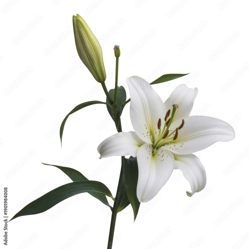 Obraz premium Single white lily flower green leaves isolated on a transparent background