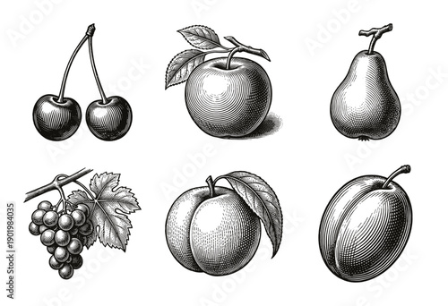Collection of fruit illustrations in vintage woodcut engraving style including cherries, apple, pear, grapes, peach, and plum.