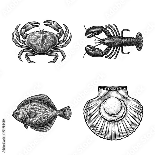 Seafood illustration set featuring crab lobster flatfish and scallop in vintage woodcut engraving style