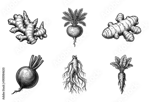 Set of botanical root vegetable illustrations in vintage hand drawn woodcut and engraving style