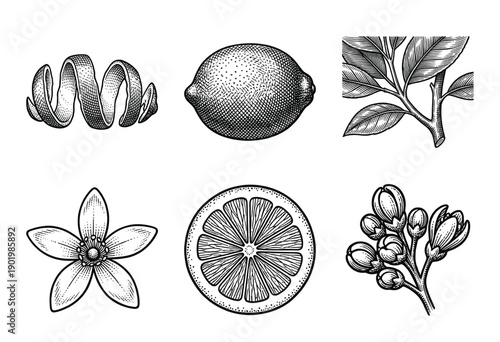 Vintage woodcut style botanical illustration set featuring lemon fruit, citrus blossom, leaves, peel, and flower buds in hand drawn black and white engraving.