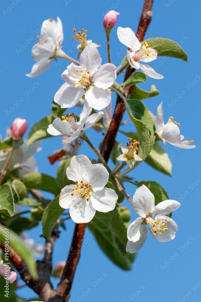 Fototapeta premium A tree with white flowers on it