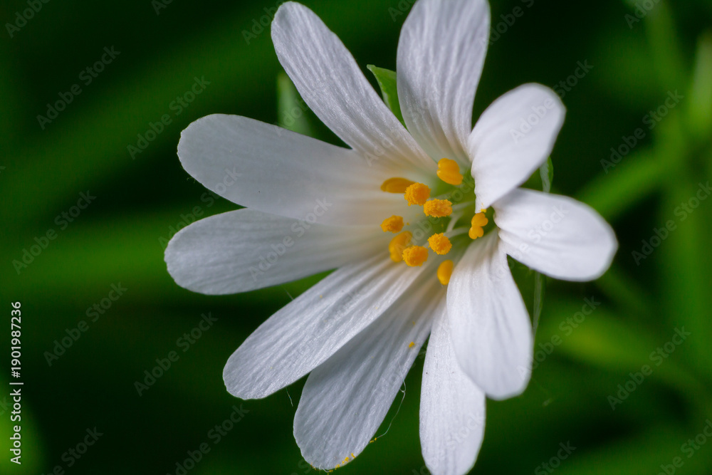 Obraz premium Stitchwort blooming in springtime woodland shows delicate white petals and vibrant yellow stamens against lush green foliage