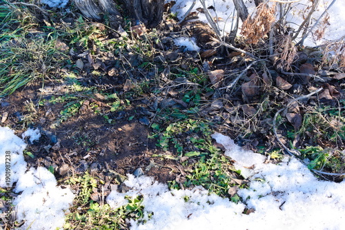 moss covered with snow