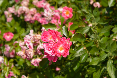 Groundcover rose pink and white flowers - Latin name - Rosa Groundcover hybrids