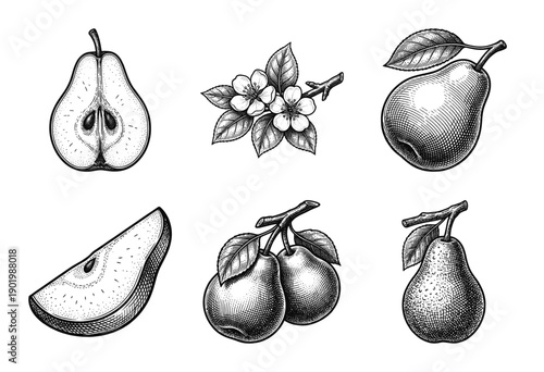 Hand drawn vintage pear fruit collection featuring botanical illustrations of whole pears, slices, halves, and flowers in a black and white woodcut engraving style.