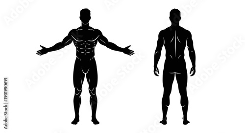 Silhouettes of a muscular male physique shown from the front and back, highlighting anatomical details.