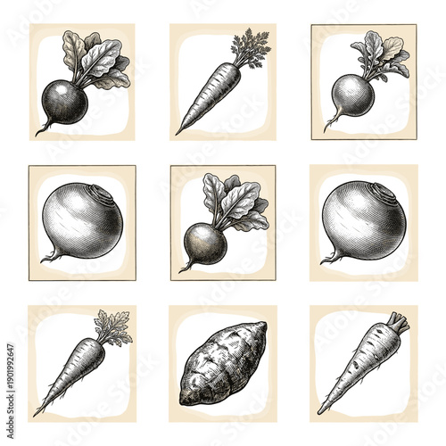 Set of vintage hand drawn root vegetable illustrations featuring carrots, beets, and radishes in a classic woodcut engraving style.