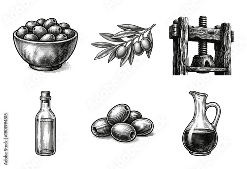 Vintage engraving illustration collection of olives, olive branch, traditional wooden screw press, and glass bottles filled with oil.