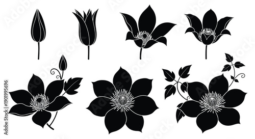 A collection of black floral silhouettes featuring various clematis blooms and buds on transparent background high quality professional detailed modern elegant