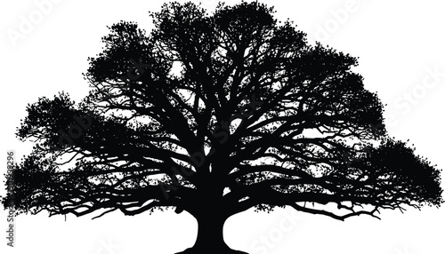 Large oak tree silhouette isolated on white background featuring wide spreading branches and detailed natural canopy for design use