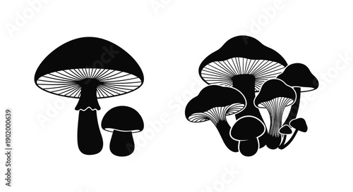 Detailed black mushroom illustrations featuring varying sizes and shapes presented as a striking silhouette on transparent background high quality professional detailed