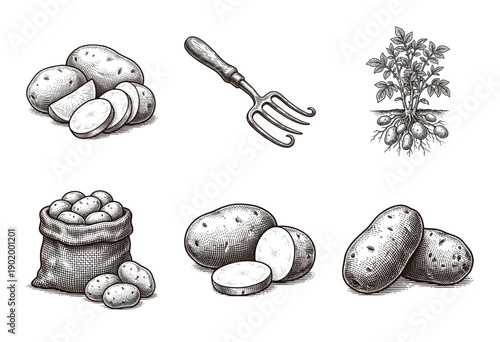 Set of potato agriculture illustrations featuring tubers, plant anatomy, garden fork, and burlap sack in vintage woodcut engraving style.