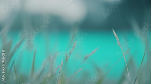 Gentle grass blades swaying softly in a serene natural meadow, creating a peaceful scene with a vibrant teal and blue blurred background providing ample copy space