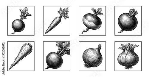Set of hand drawn root vegetables in a vintage woodcut style featuring carrots beets and onions for culinary and gardening design.