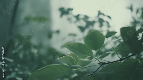 Vibrant green leaves growing on a tree branch, creating a refreshing and calm natural background with soft light, symbolizing growth, tranquility, and environmental freshness