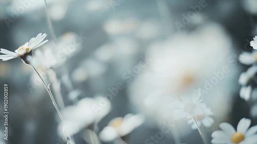 Field of delicate white daisy flowers standing tall with petals reaching for the soft sun, creating a serene and ethereal natural scene with a gentle bokeh background