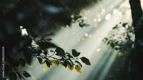 Green leaves on tree branches are illuminated by soft, misty sunbeams filtering through the dark woods, creating an ethereal and tranquil natural scene