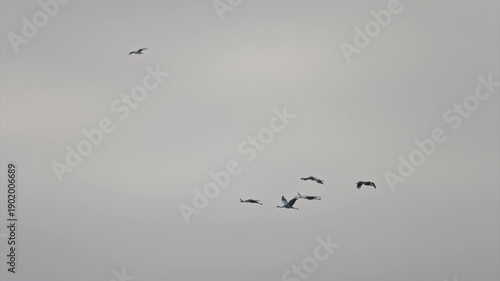 Migrating cranes in flight over blue sky recorded in slow motion showing natural animal movement and group formation