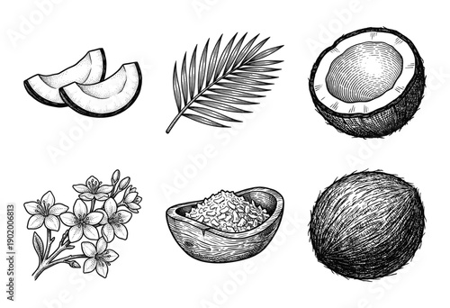 Vintage coconut collection featuring hand drawn ink sketches of palm leaves flowers whole fruit halves and flakes for organic food design.