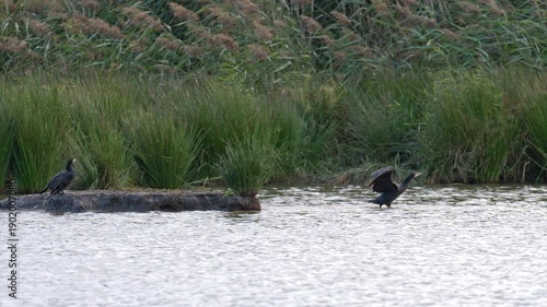 Slow motion close-up of cormorants resting and flying above a carp pond with reeds and bulrushes in the background