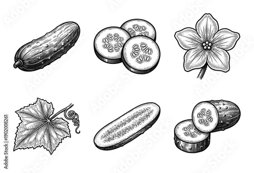 Cucumber botanical set featuring whole fruit, sliced pieces, blossoms, and leaves in a detailed hand drawn engraving style