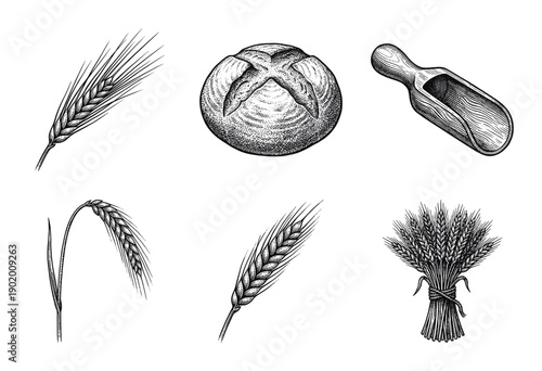 Vintage engraving style collection of wheat stalks, rustic bread loaf, flour scoop, and tied grain bundle.