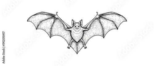 Bat illustration black and white creature with wings