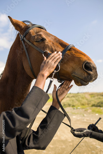 A close-up portrait of a brown horse with a bridle, the hands of a trainer and rider. Horseback riding