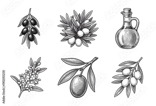 Vintage engraving style olive collection featuring branches with ripe fruit, delicate blossoms, and a glass bottle of extra virgin oil.