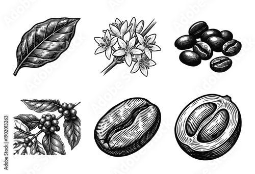Vintage woodcut style coffee plant botanical illustration set featuring leaves, flowers, cherries, and roasted beans.