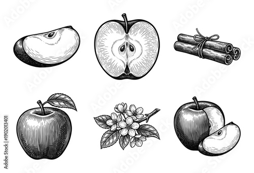 Vintage engraving of apple collection featuring whole fruit, cross sections, slices, cinnamon sticks, and blossoms in a hand-drawn woodcut style.