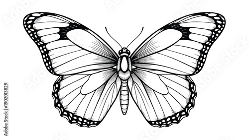  butterfly   in vector with white background