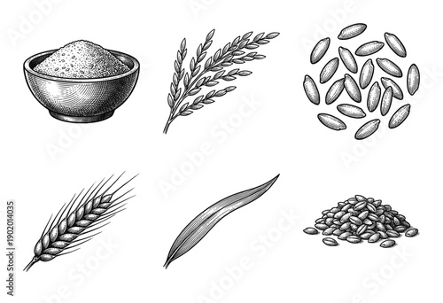 Cereal grains and rice plants collection featuring hand drawn engraving style illustrations including stalks kernels and a harvest bowl.