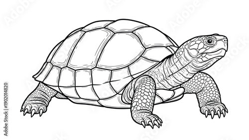 Turtle vector with white background