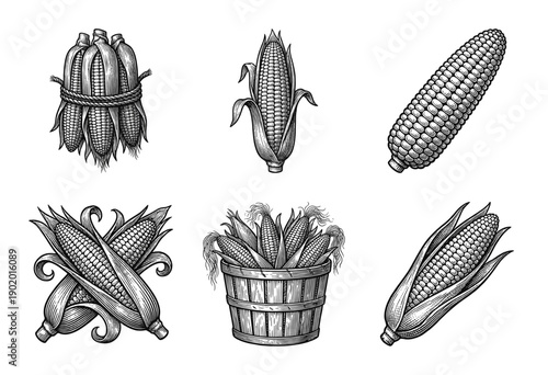 Vintage woodcut illustration set of corn cobs and husks featuring hand drawn engraved stalks and a harvest basket